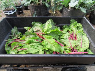 Beet greens-We will can these for personal use. Oh so nutritious and delicious! 