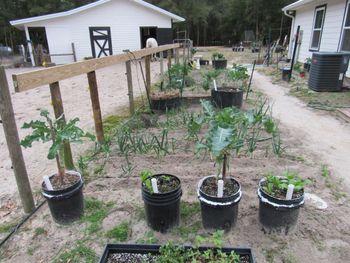 Overview-Ormus onions, broccoli, wicking tubs.
