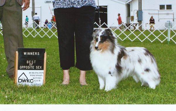 "Bitsy" at her first weekend ever of shows, pictured at 16 mos. of age.