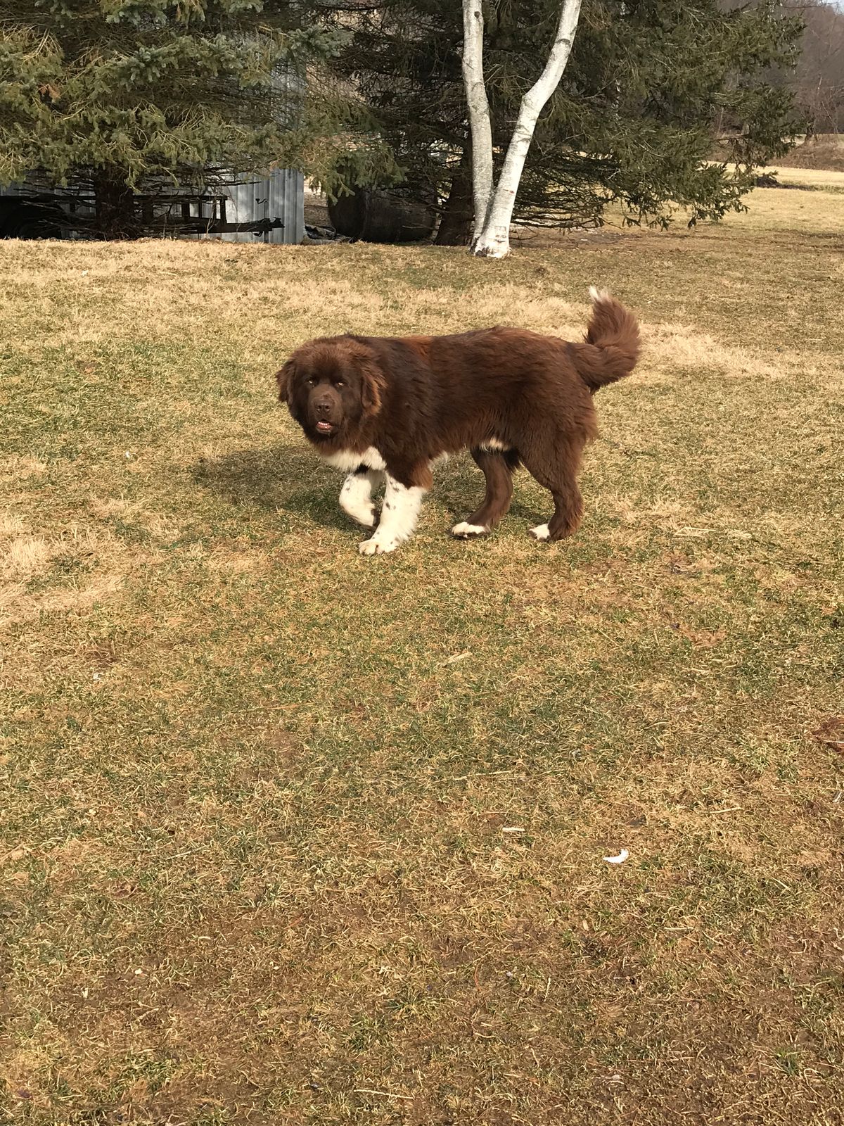 Rocky Fork Newfoundlands Our Male