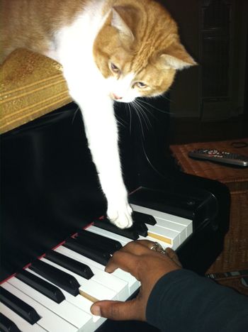 Winslow on my piano
