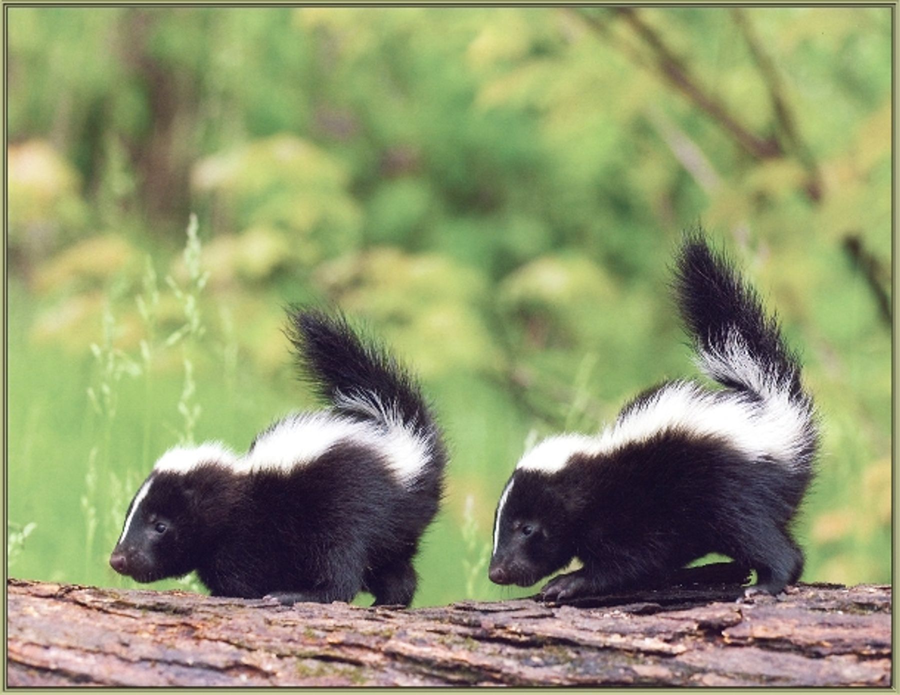 Florida Skunk Rescue