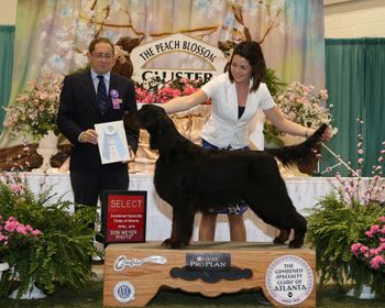 4 point GCH Major win. Judge Eric Ringle in Perry, GA
