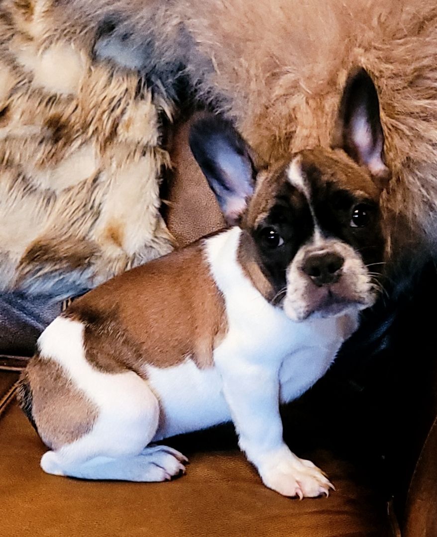 Top Bulldogs - Designer Bulldog Puppies