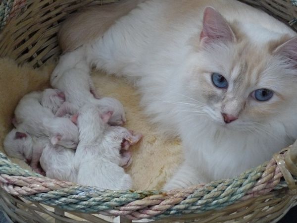 feeding ragdoll kittens