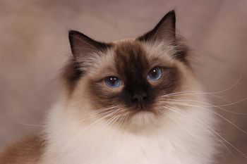 Leo - Seal Point Mitted Ragdoll
