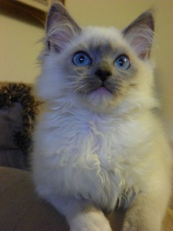 Blue Mitted Ragdoll kitten
