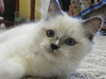BLUE MITTED RAGDOLL KITTEN WITH BLAZE ON THE NOSE - AT 4 MONTHS
