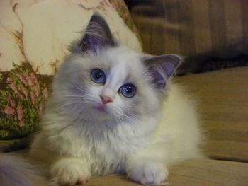 Blue Bicolor kitten - 16 WEEKS OLD
