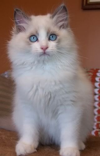 BLUE BICOLOR kitten - MERLIN
