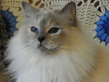 ZIVA - BLUE CREAM POINT ALSO CALLED BLUE TORTIE POINT - 3 year old adult

