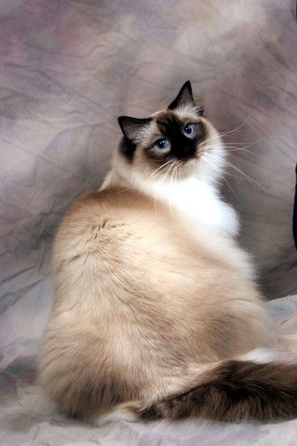 SEAL POINT MITTED RAGDOLL LEO GROWN UP
