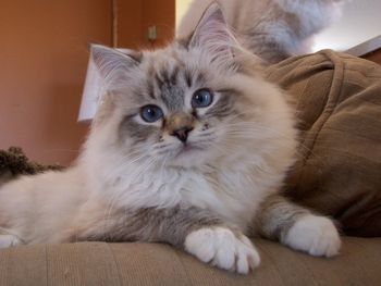 SEAL LYNX (TABBY) POINT MITTED RAGDOLL KITTEN - 5 MONTHS
