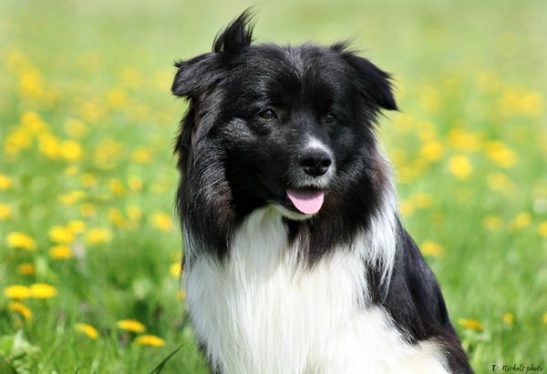 what is cea and border collies