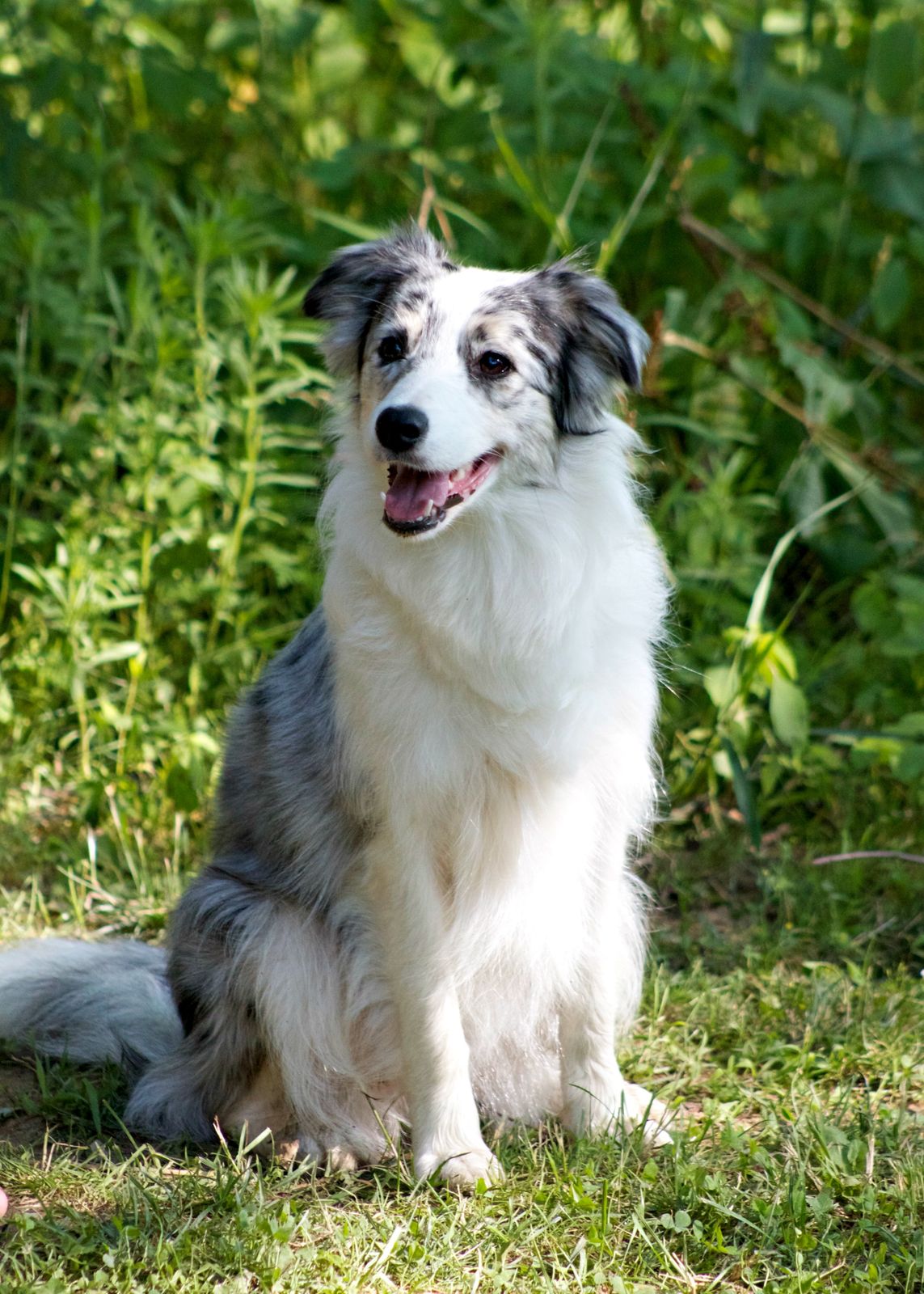 Ammardan Border Collies - Ultra