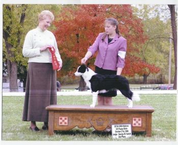 Raine's 2nd place at 6 months old at the 2006 Border Collie Nationals
