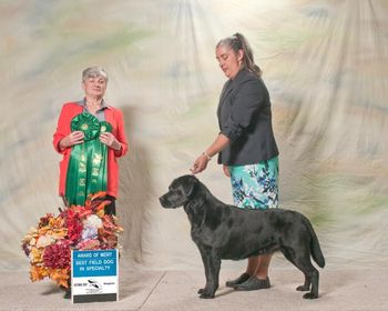 IPLRC Specialty Show, Saturday, October 12, 2019 Distinguished Judge - Mrs Mac Percival Wynfaul Labradors, North Yorkshire, UK  Award of Merit Best Field Dog in Specialty Am CH / Can GCH / MBIS Int'l CH Koa's In A New York Minute CD RI BN Am/Can JH CGC (Madison) Owner - CHANTAL & KWAI NAHOOPII
