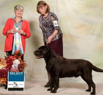 IPLRC Specialty Show Saturday, October 12, 2019 Distinguished Judge - Mrs Mac Percival, Wynfaul Labradors, North Yorkshire, UK  Select Dog Ch Cedarwood Signatures Otter By Design Owner - DIANN SULLIVAN
