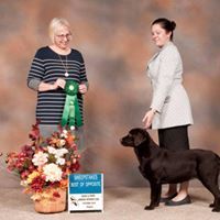 Galileo's Fourth Star of Danrich a.k.a "Europa" Best of Opposite in Sweepstakes at the Island Pacific Labrador Speciality this weekend. Judge - Mrs Marlys Swanson ( Artesian Labrador Retrievers) Owner - Dana Richmond - Danrich Labradors
