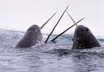 A photo of narwhals with their horn-like tusks above the water.
