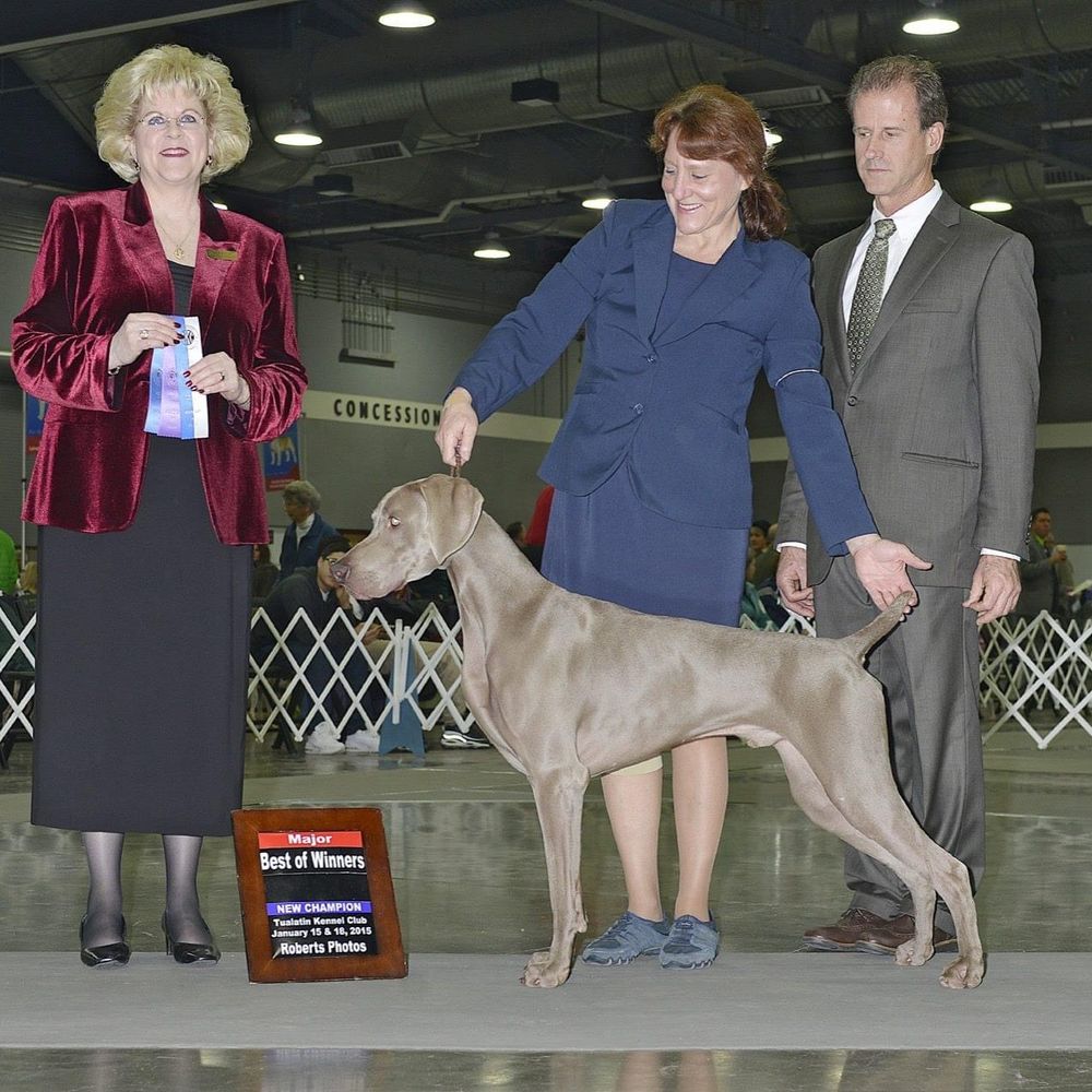 has a weimaraner ever won best in show at westminster