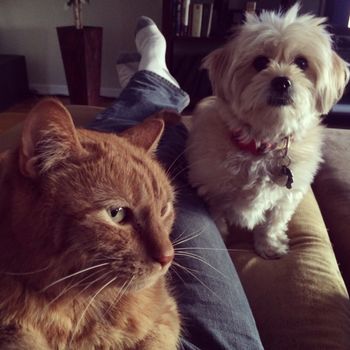 Mo (dog) and Archie (cat)
