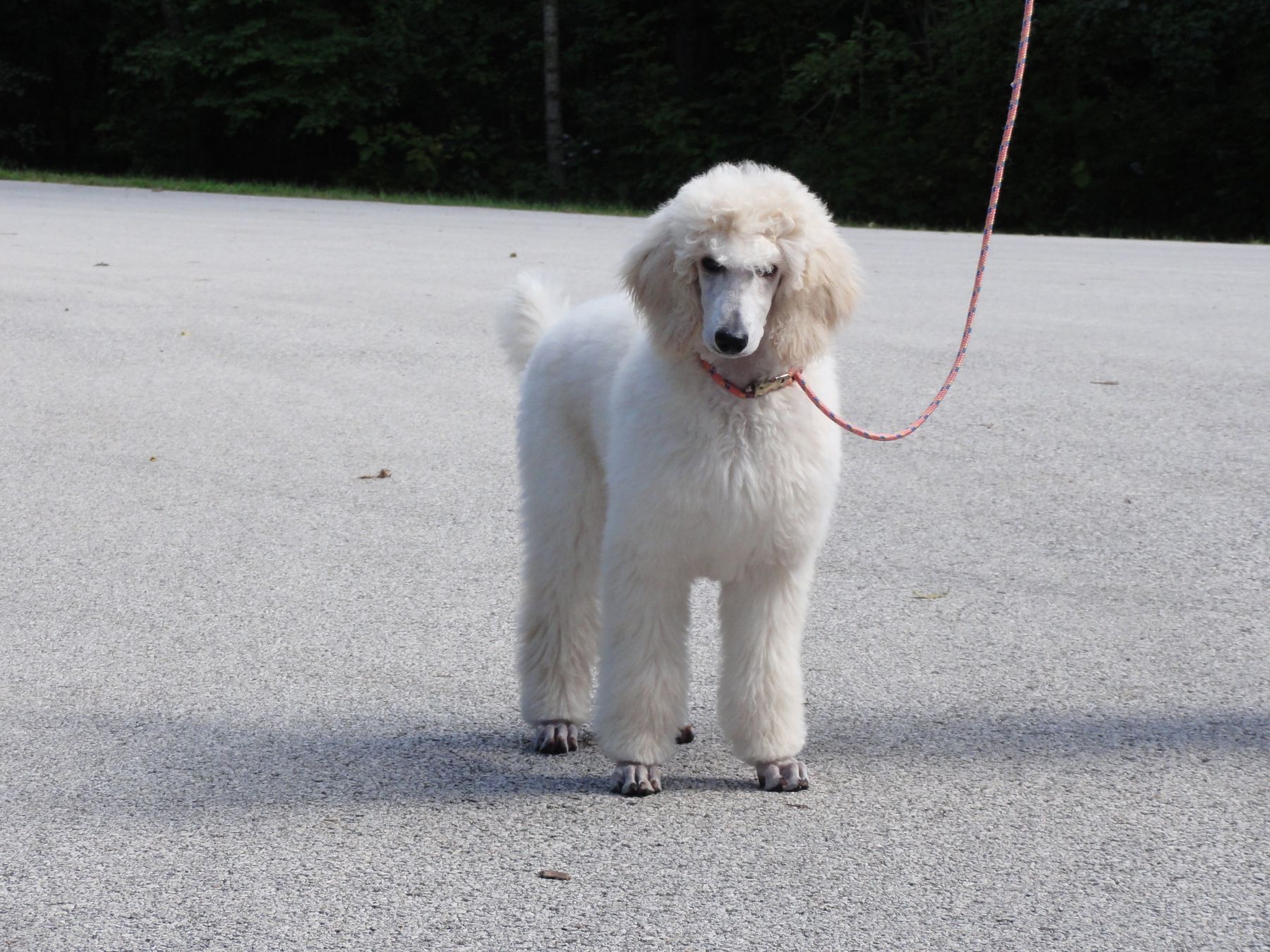 when to spay standard poodle