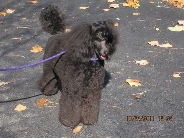 Celeto Standard & Miniature Poodles - Puppies