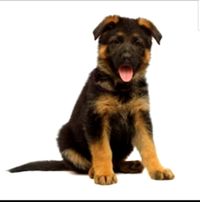 AKC Puppy Deposit - Limited Registration 