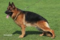West German Showline German Shepherd dog 