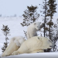 The Explorers: Polar Bear Documentary  by Nerys Grivolas