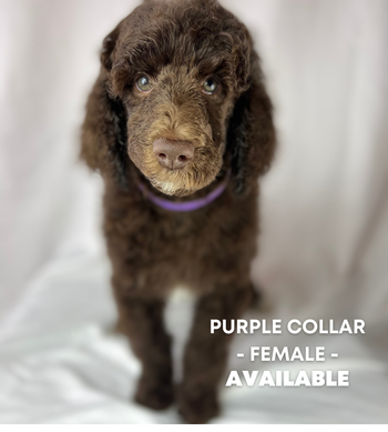 Purple Collar Female - Available
