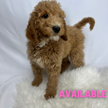 Apricot Female 1 - Available
