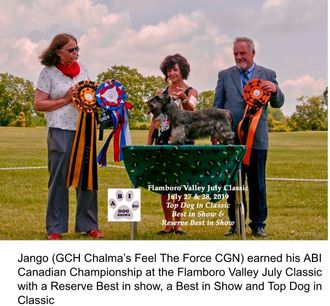 GCH Chalma's Feel The Force CGN is owned and shown by Kimley Schaefers of Canada.