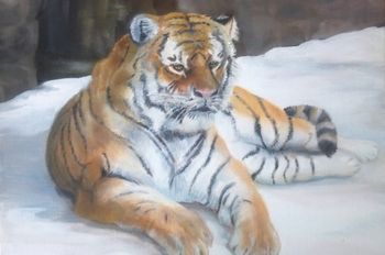 Aramar - Siberian TigressOil11" x 14"
