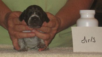 Girl 2 wk old
