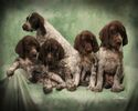Ammo, Sherman and Timber 8 weeks old