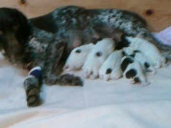 Mysti with her new born babies ~ 5 girls and 2 boys
