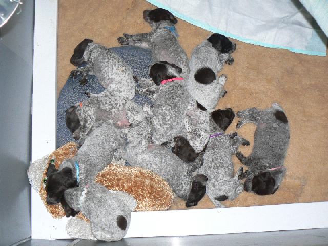 Timber's litter at 5 weeks old