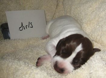 Girl 1 wk old
