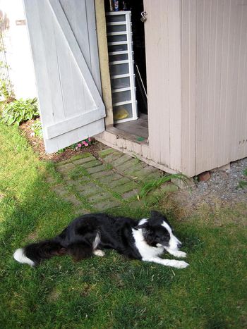 Sadie the Border Collie who would wait patiently at the stoop while I recorded inside Big Garage Studio (circa 2007)
