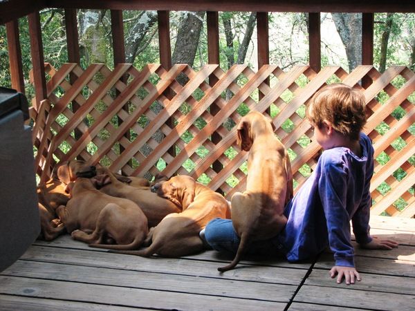 Africali Rhodesian Ridgebacks - Pups Grown Up!