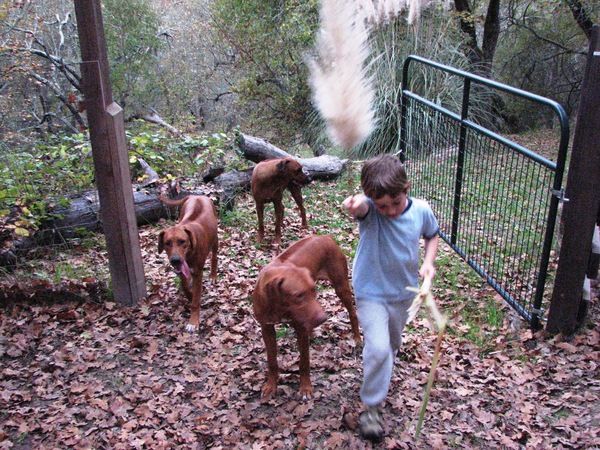 Africali Rhodesian Ridgebacks - Pups Grown Up!