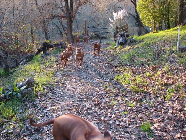 Africali Rhodesian Ridgebacks - Pups Grown Up!