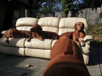 "LOVE the outside couch, mum!"
