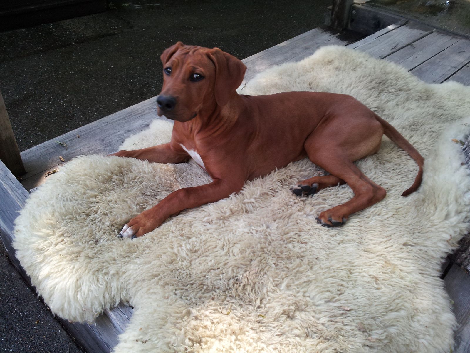 Africali Rhodesian Ridgebacks - Tibby