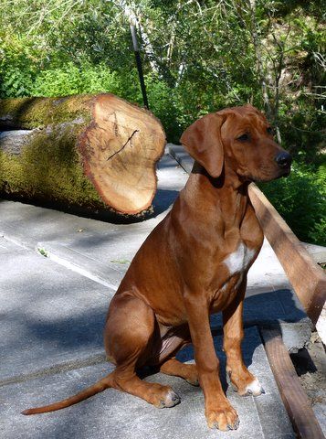 Africali Rhodesian Ridgebacks - Tibby