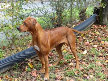 Africali Rhodesian Ridgebacks - Tibby