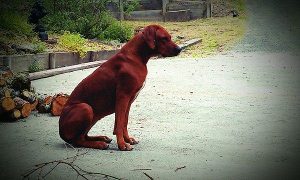 Africali Rhodesian Ridgebacks - Pups Grown Up!