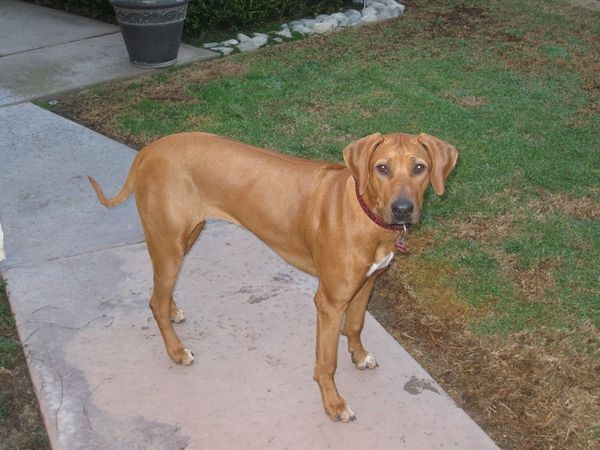Africali Rhodesian Ridgebacks - Pups Grown Up!